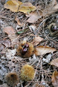 La chataîgne : un fruit d'automne
