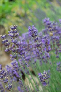 Fleurs de Lavandes bio en Ardèche