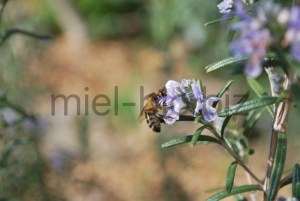 Abeille sur fleur de romarin bio