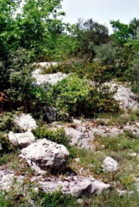 Le bois de Païolive, en Ardèche
