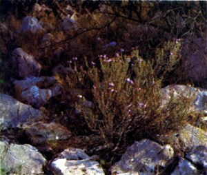 Bouquet de thym en garrigue Ardéchoise