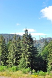 Sapins en montagne Ardèchoise