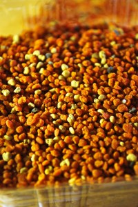 Pollen Frais de ciste produit en France
